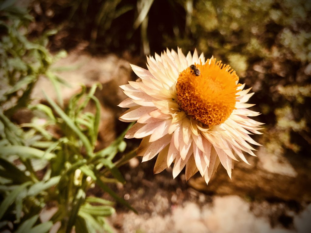 Autumn flowers