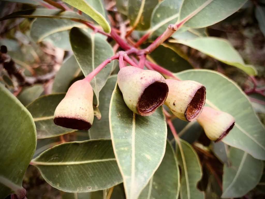 Autumn Flowers