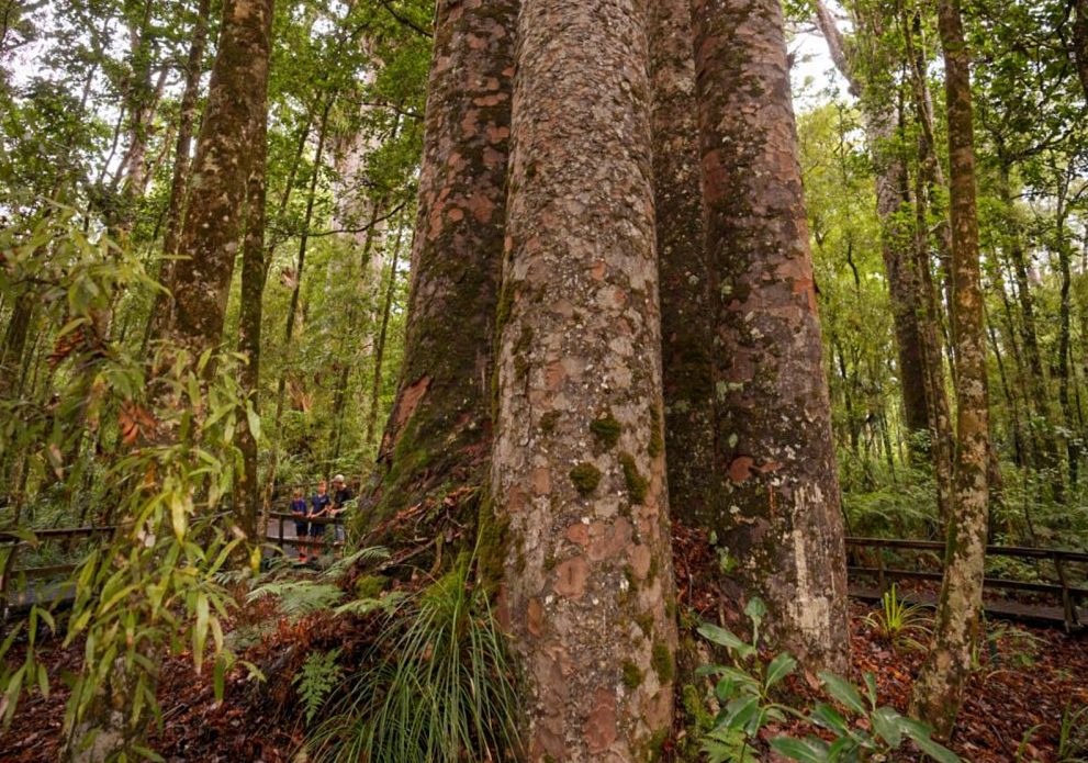 Kauri Tree